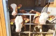 Kälber in der Sonne am Hansalagut Bauernhof