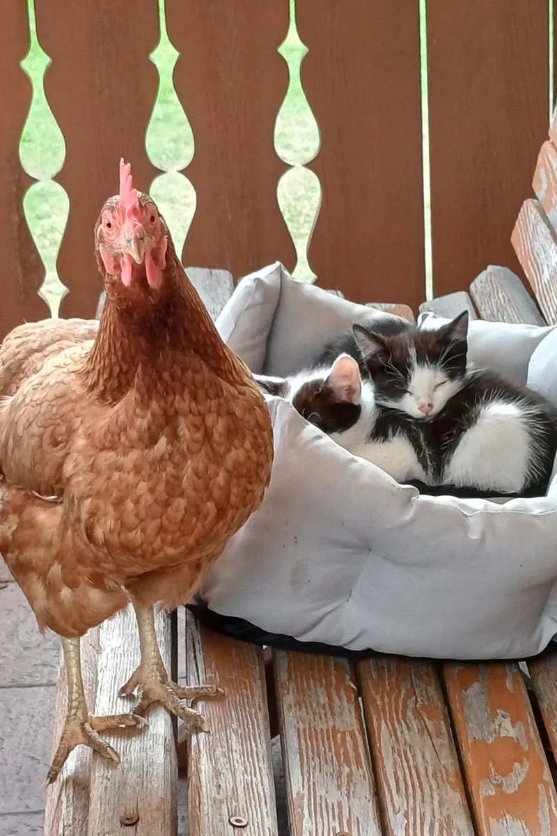 Hühner und Katzen zusammen am Hansalagut Bauernhof