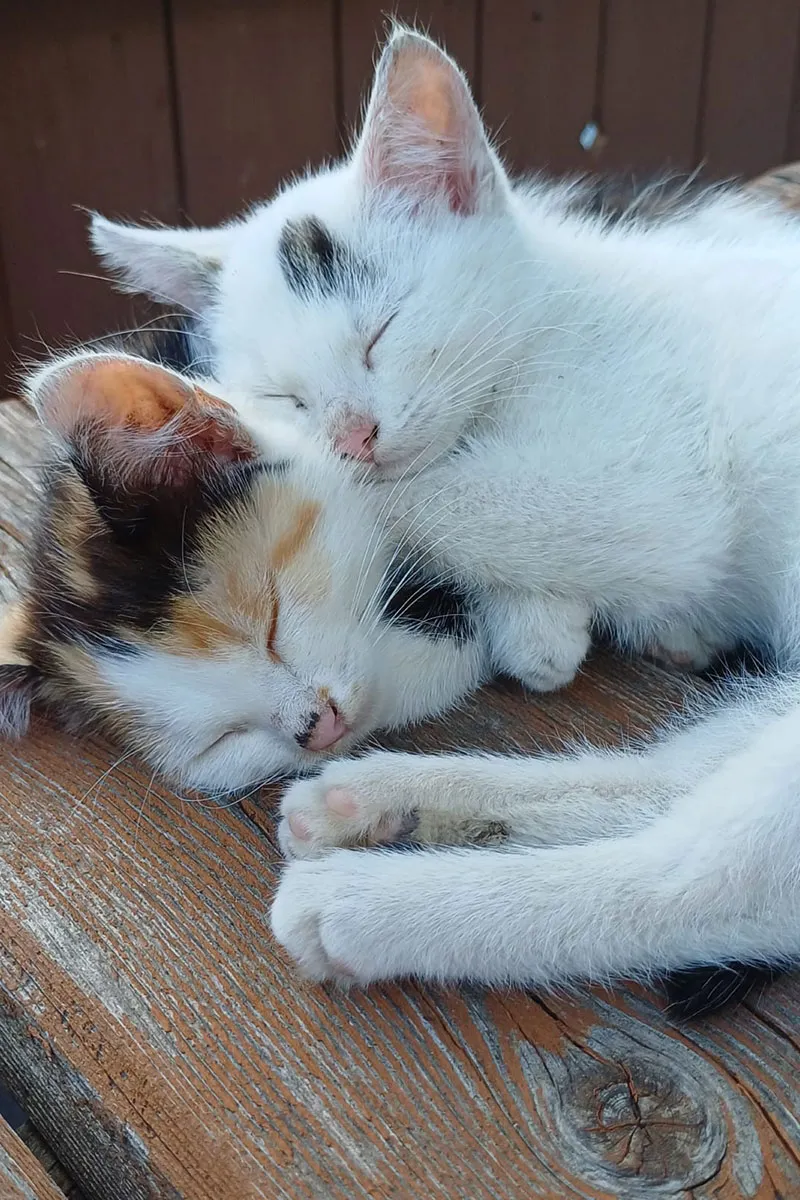 Katzen am Biobauernhof Hansalagut - beliebte Streicheltiere für Kinder