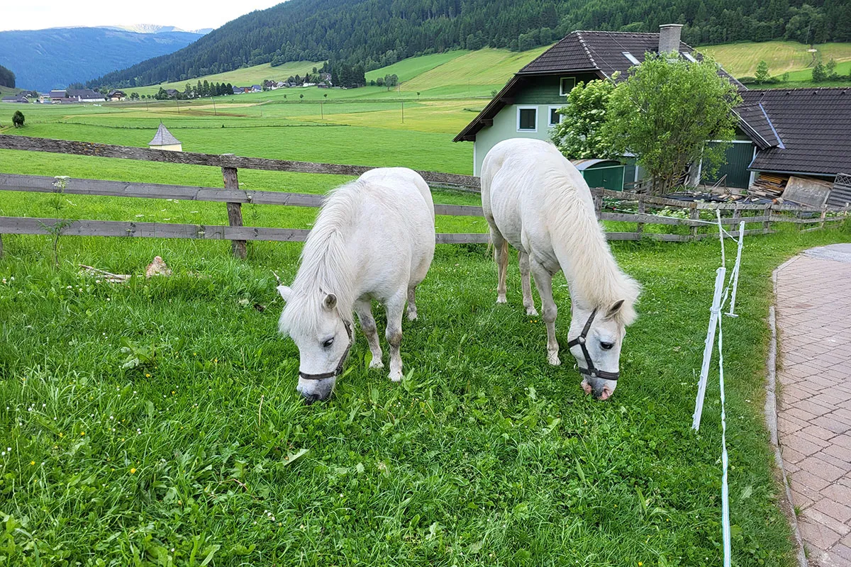 Ponys Simba und Resi auf der Weide am Hansalagut Bauernhof