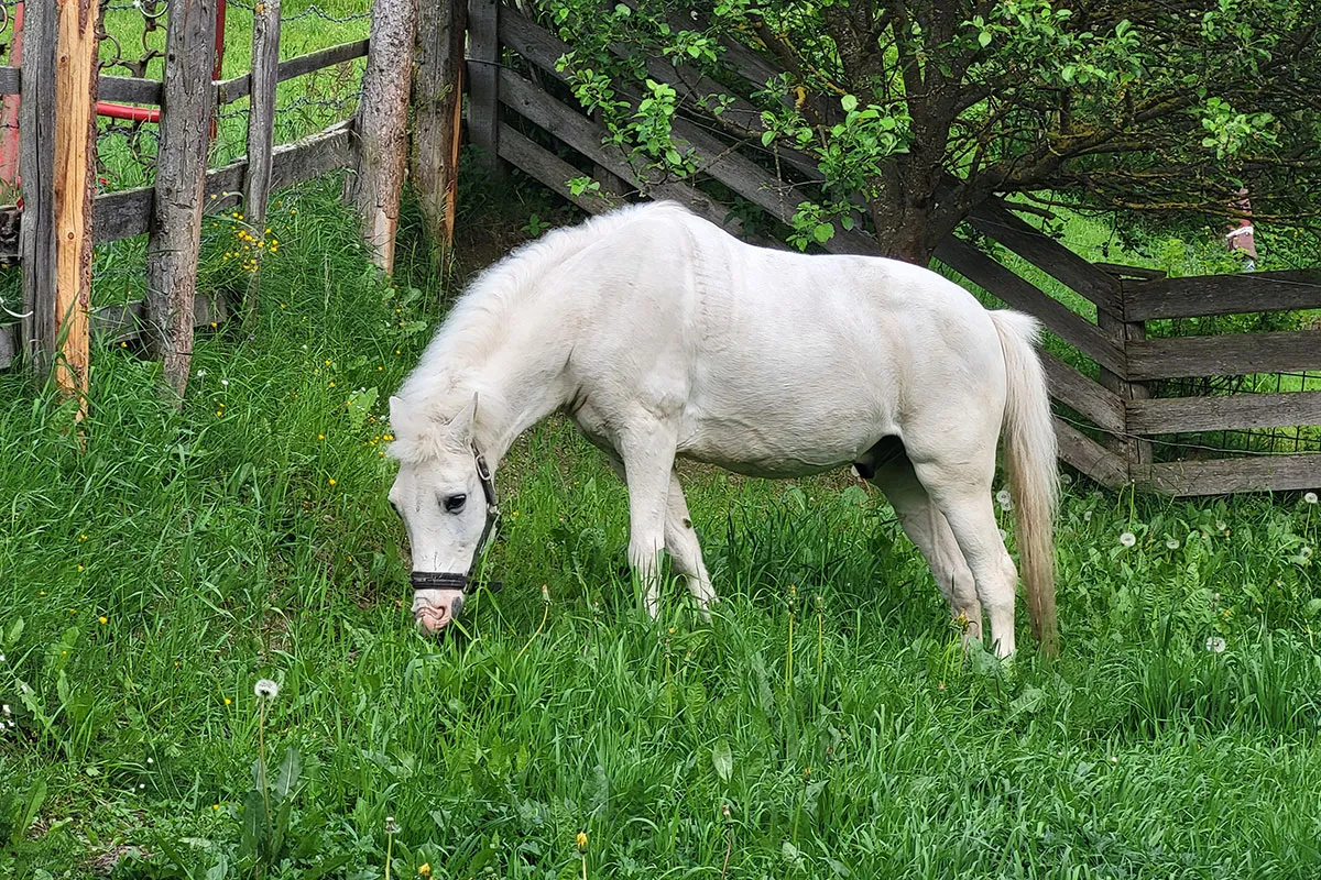 Pony Simba am Kinderbauernhof Hansalagut