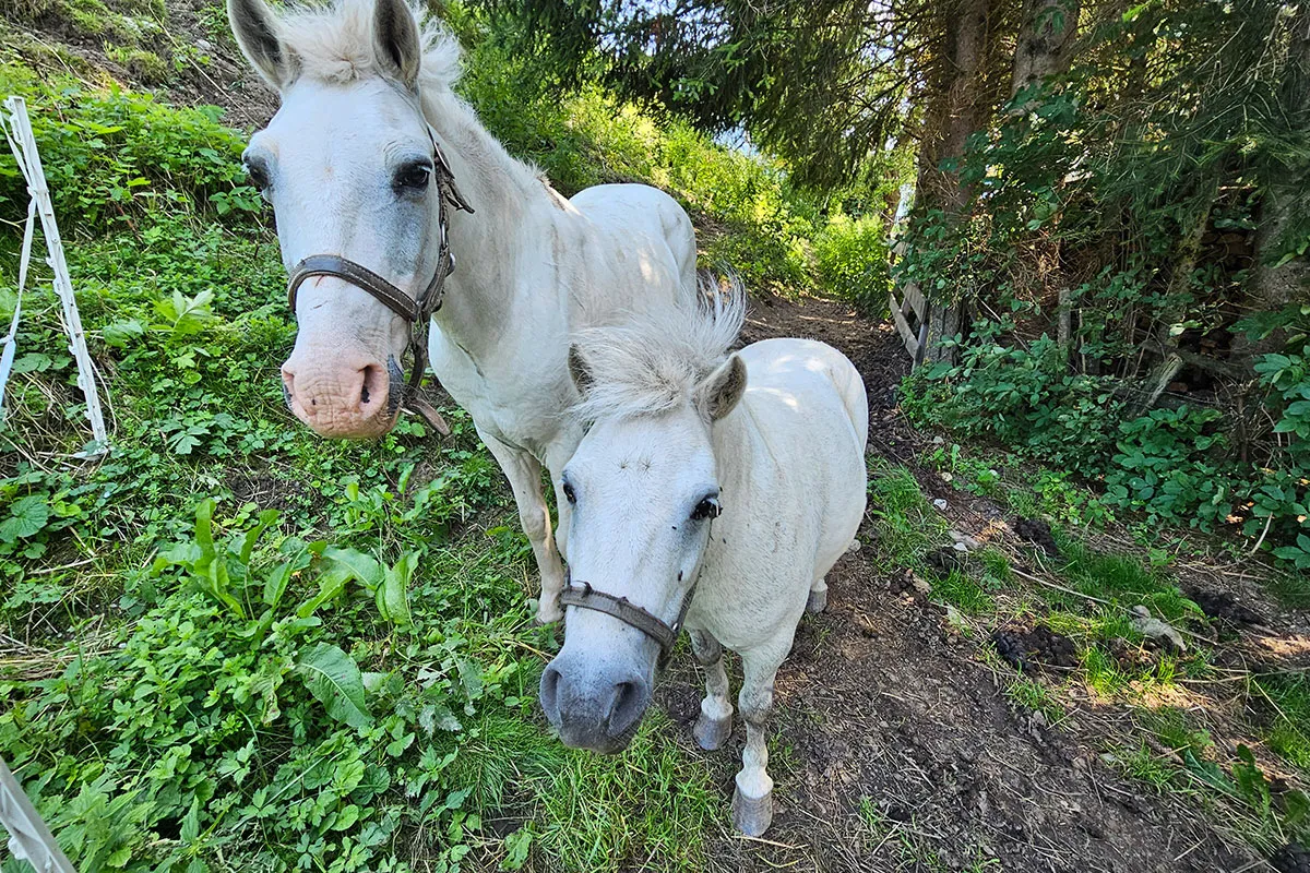 Tiere am Streichelzoo Hansalagut - Kühe auf der Weide