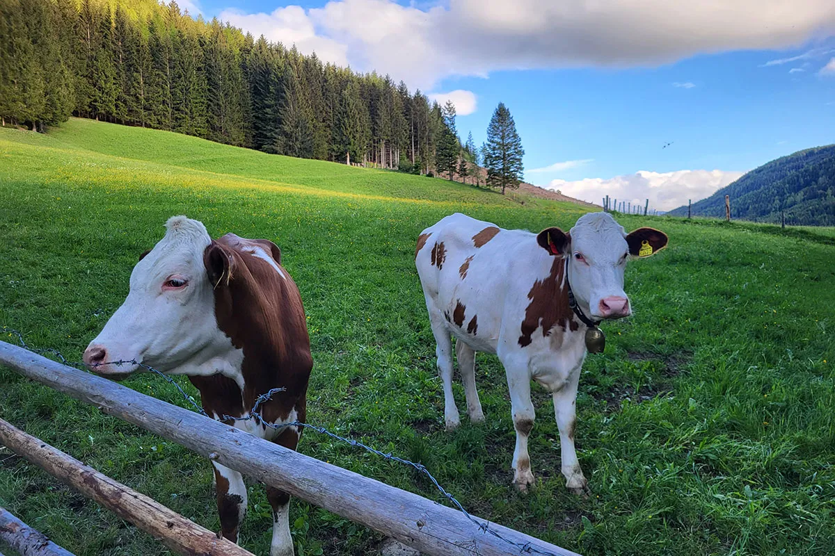 Kalb im Streichelzoo am Kinderbauernhof Hansalagut